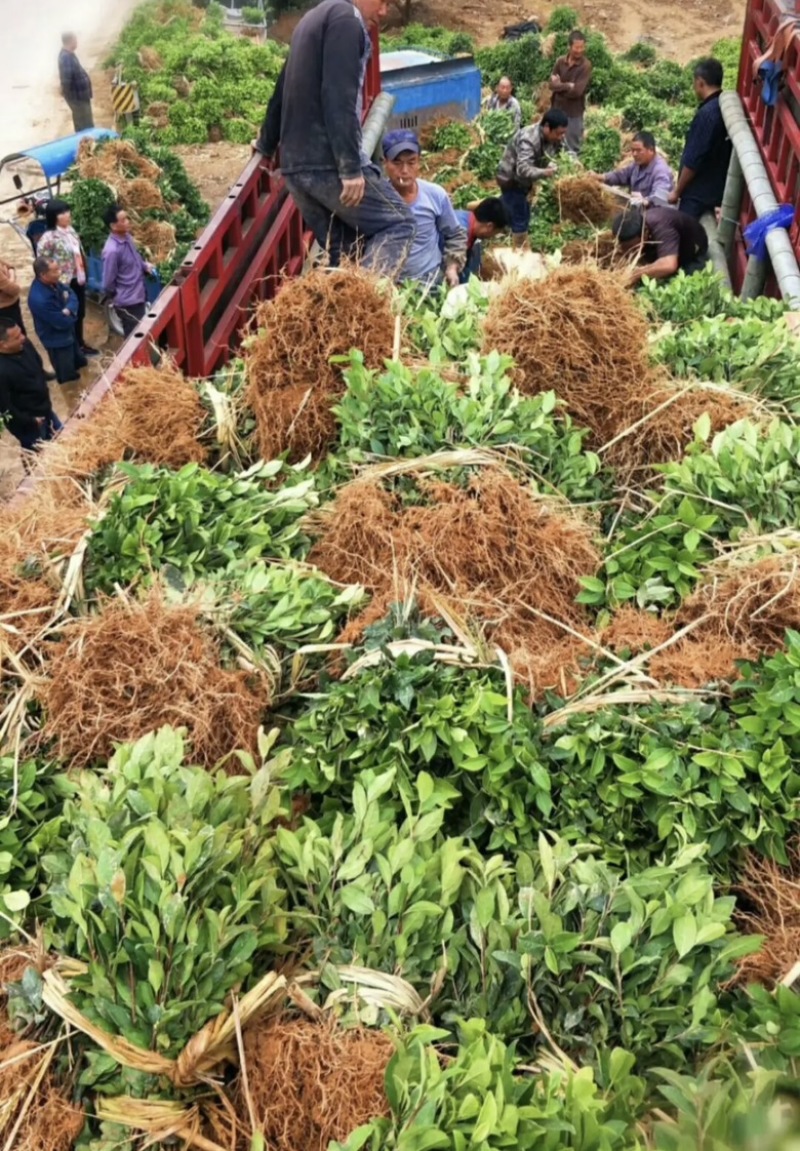乌牛早茶苗基地直发，一手货源，对接全国客商