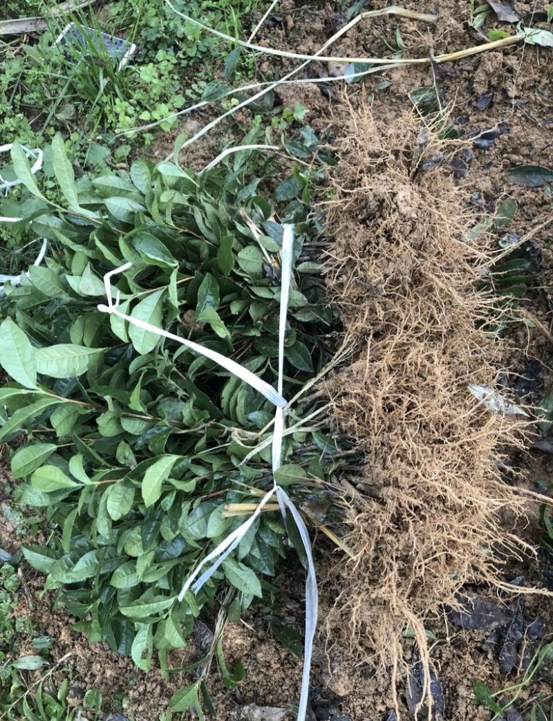 乌牛早茶苗基地直发，一手货源，对接全国客商