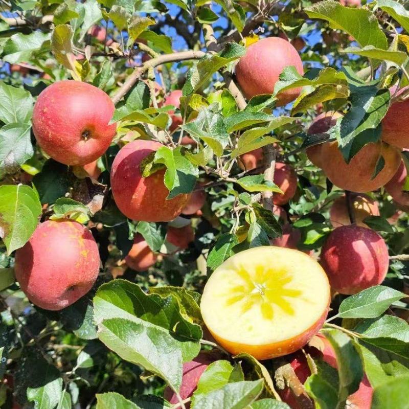精品红富士苹果大量供应，四川产地直发，量大从优，对接全国