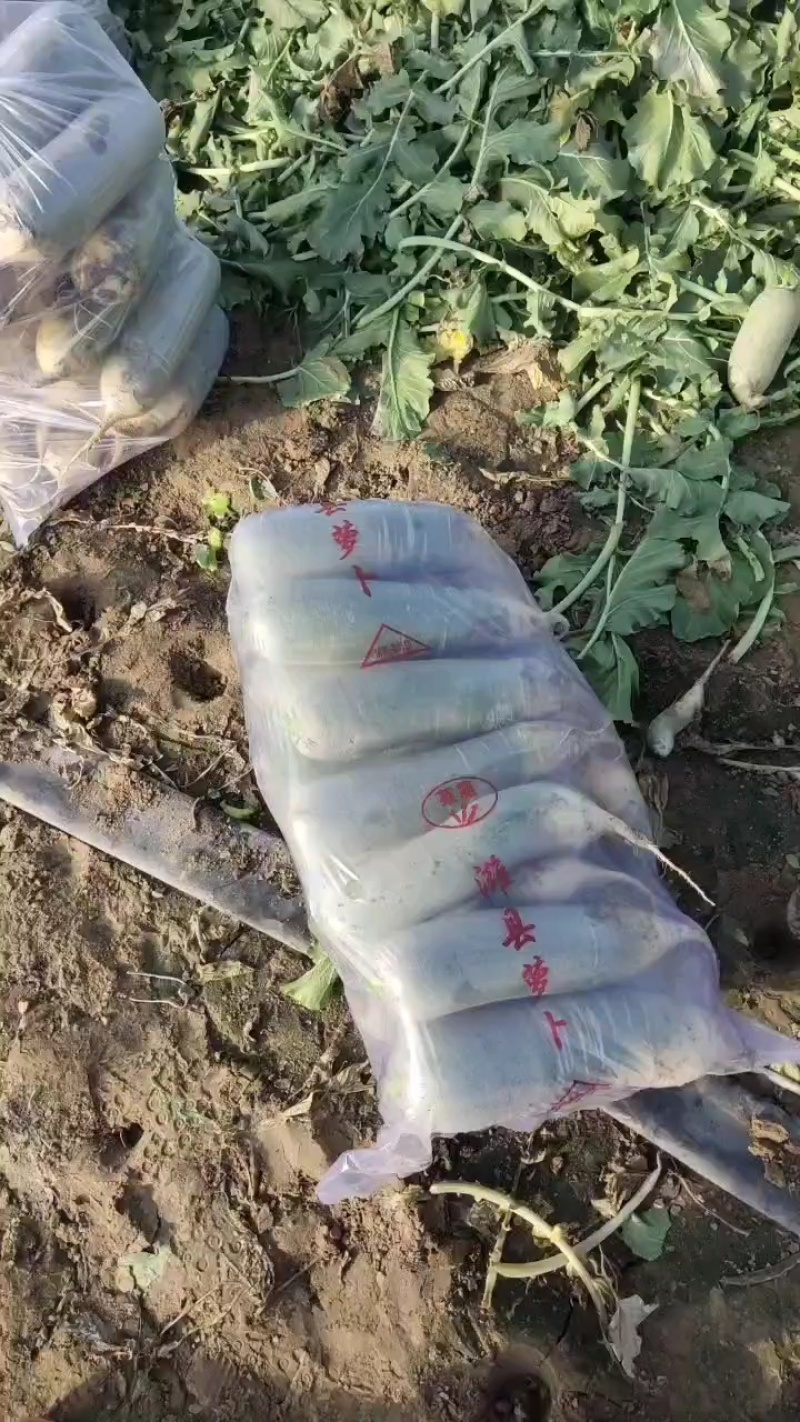 水果萝卜/山东萝卜/皮薄脆甜/个头均匀/颜色好看