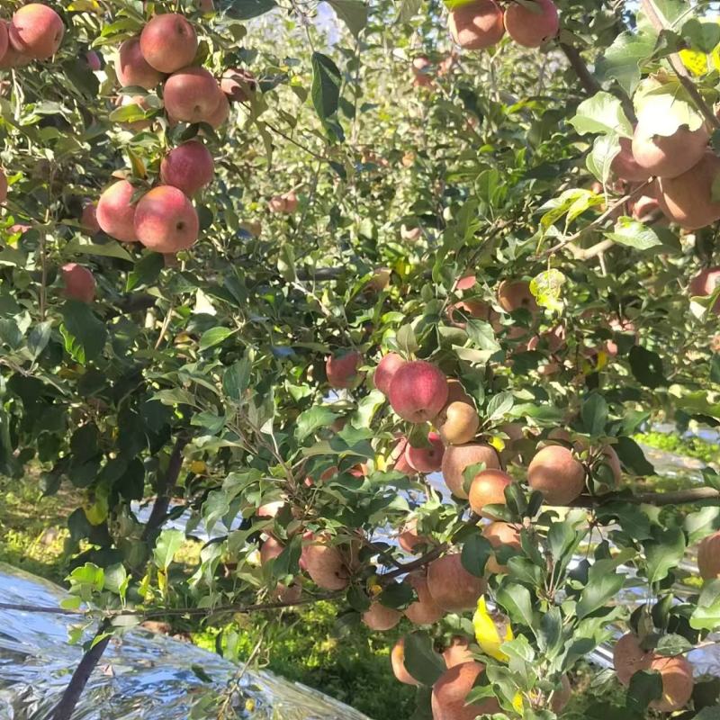 精品红富士苹果大量供应，四川产地直发，量大从优，对接全国