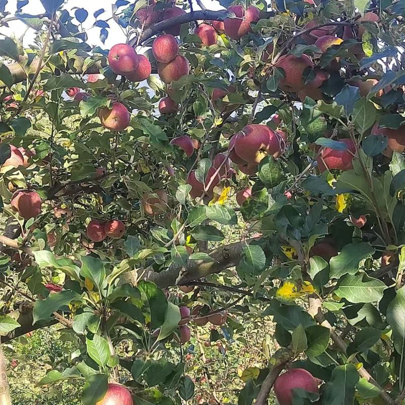 精品红富士苹果大量供应，四川产地直发，量大从优，对接全国