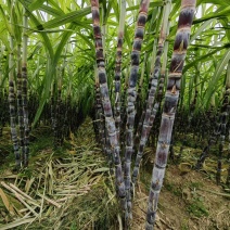 黑皮甘蔗大量有货产地直供可对接商超工厂欢迎订购