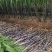 黑皮甘蔗大量有货产地直供可对接商超工厂欢迎订购