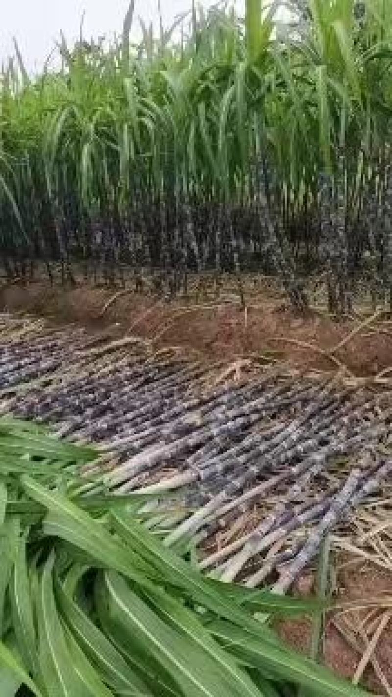 黑皮甘蔗大量有货产地直供可对接商超工厂欢迎订购