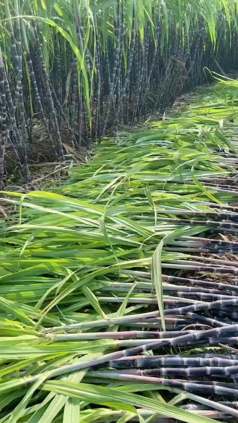 黑皮甘蔗大量有货产地直供可对接商超工厂欢迎订购