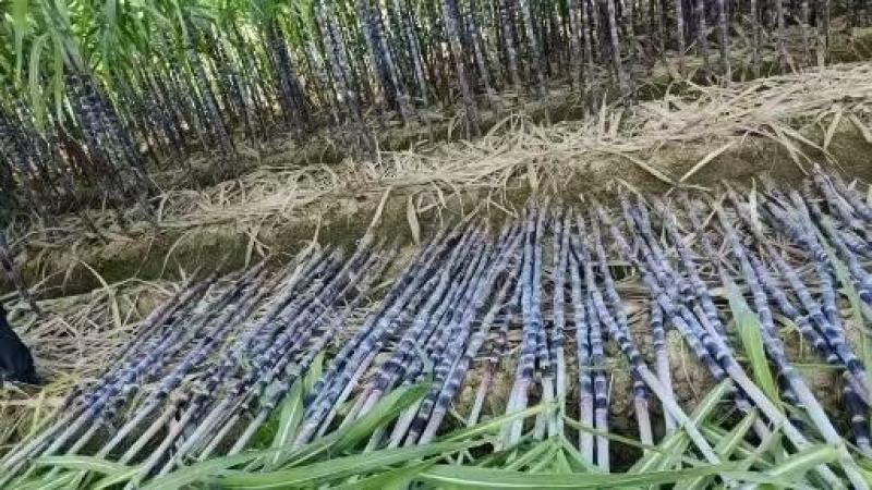 黑皮甘蔗大量有货产地直供可对接商超工厂欢迎订购
