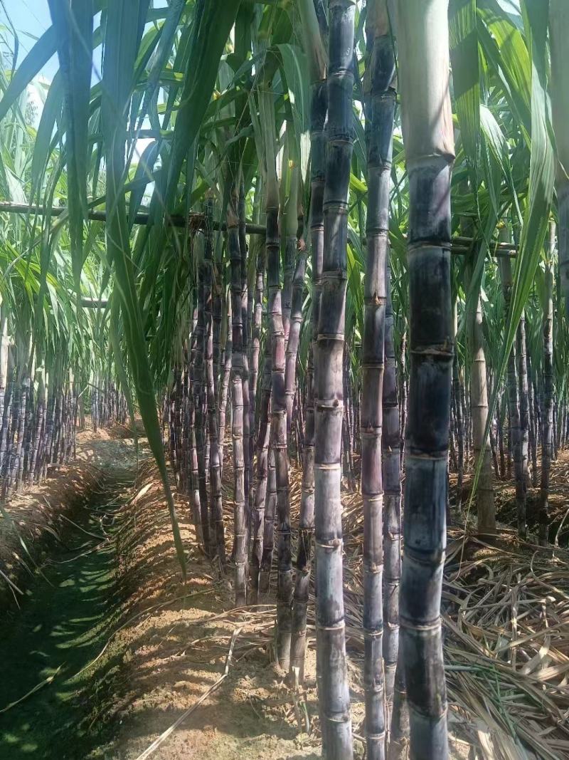 黑皮甘蔗大量有货产地直供可对接商超工厂欢迎订购