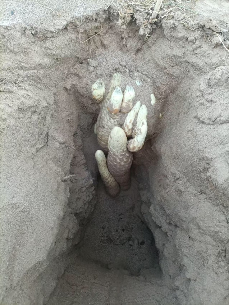 肉苁蓉基地供应价格优惠量大从优欢迎各大老板采购咨询