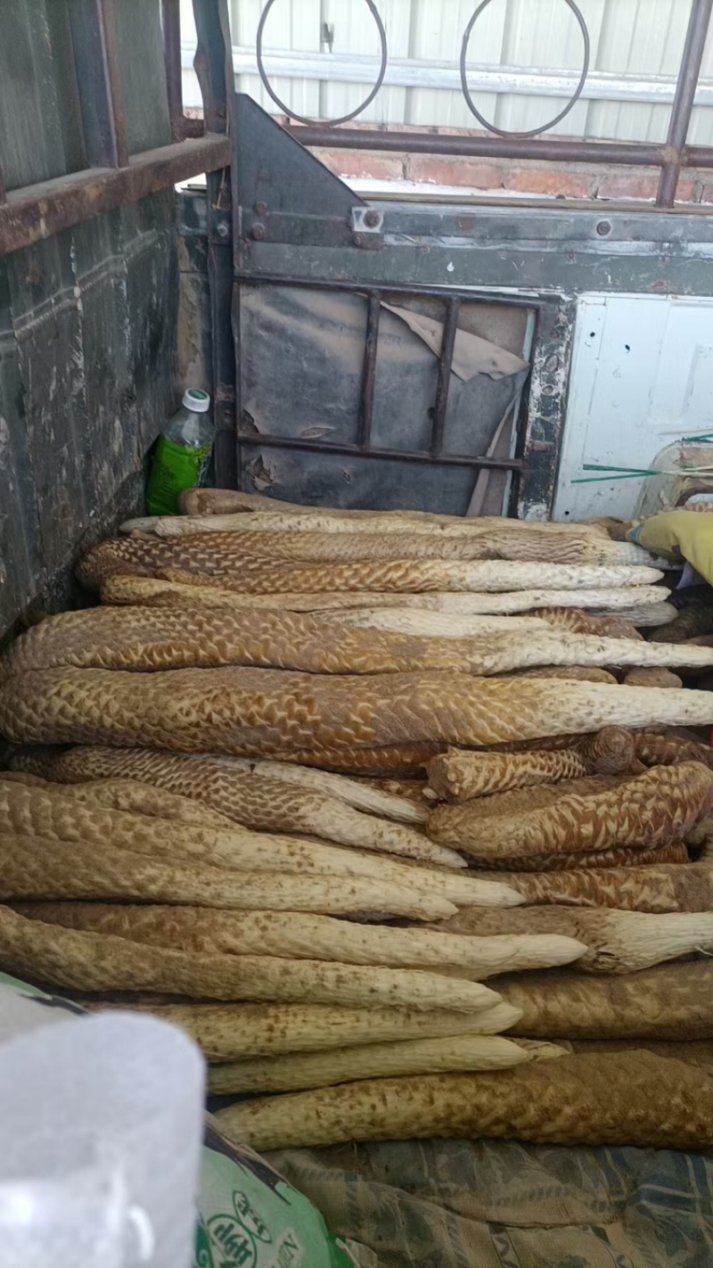 肉苁蓉基地供应价格优惠量大从优欢迎各大老板采购咨询