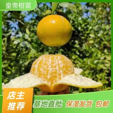 皇帝柑苗贡柑苗橘子苗嫁接苗产地直销【批发】技术指导