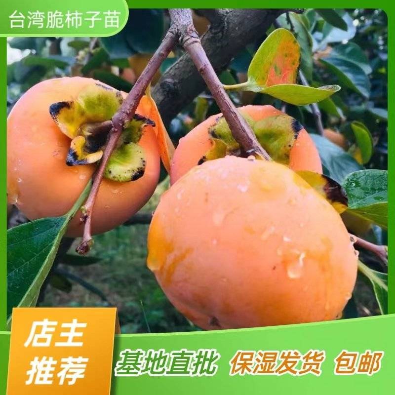 脆柿苗柿子苗无核甜柿嫁接苗产地直销【批发】技术指导