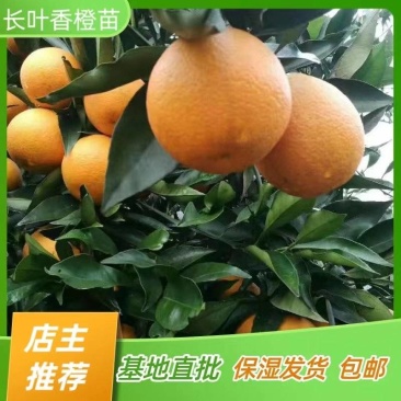 长叶香橙树苗橙子香橙苗嫁接苗产地直销【批发】技术指导