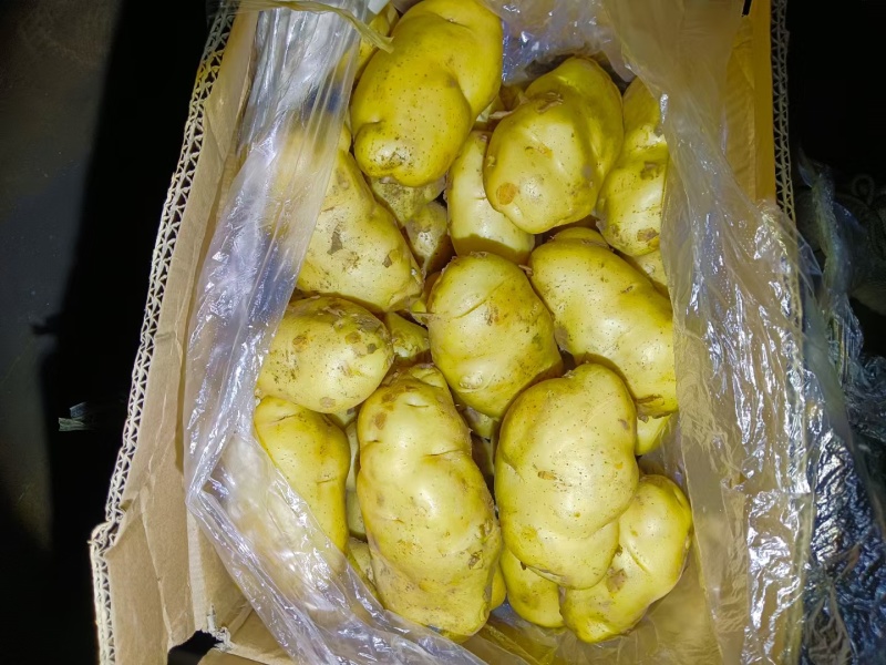 安丘黄芯土豆