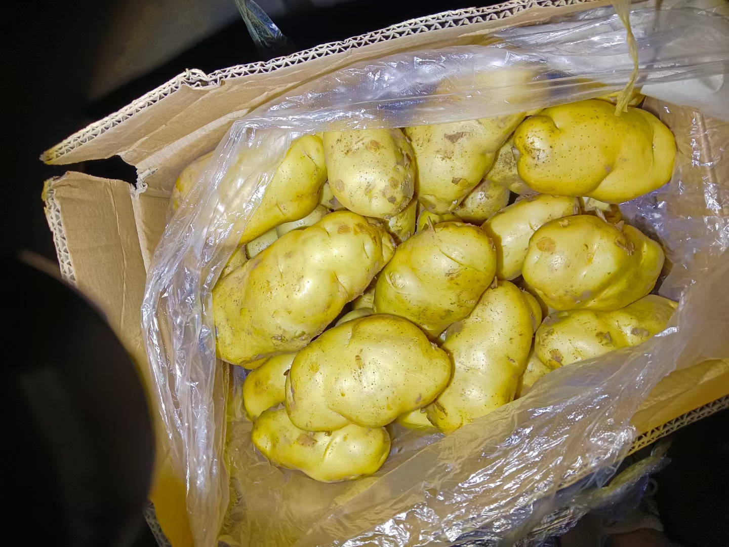 荷兰十五土豆实物图