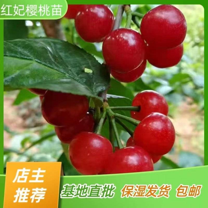 红妃樱桃树苗红灯樱桃苗嫁接苗产地直销【批发】技术指导