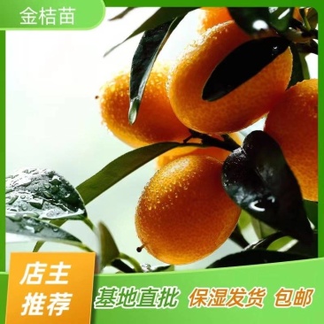 脆蜜金桔苗脆皮金桔苗嫁接苗产地直销【批发】技术指导