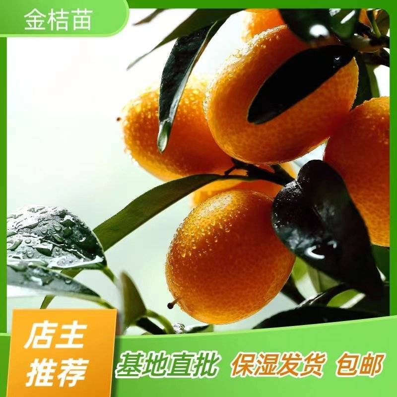脆蜜金桔苗脆皮金桔苗嫁接苗产地直销【批发】技术指导