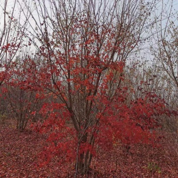 出售圃地优质丛生三角枫，树形优美，分枝多