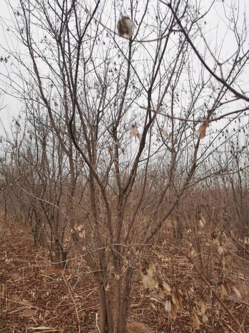 出售圃地优质丛生三角枫，树形优美，分枝多