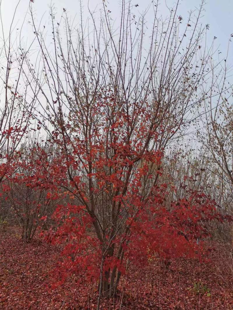 出售圃地优质丛生三角枫，树形优美，分枝多
