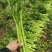 饶阳芹菜大棚西芹中细颗一手货源量大从优诚信经营欢迎