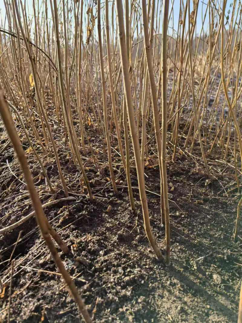 黄波罗（黄柏）树苗产地直发现货质量保证假一赔十