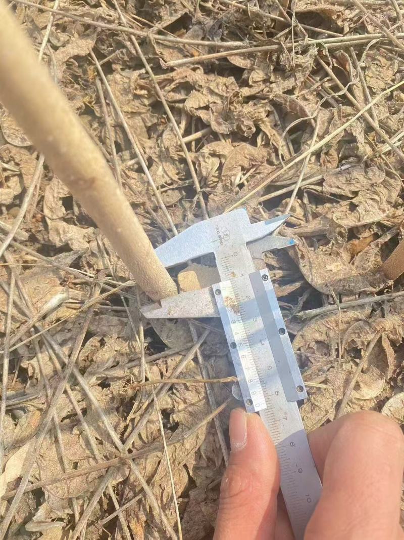 黄波罗（黄柏）树苗产地直发现货质量保证假一赔十