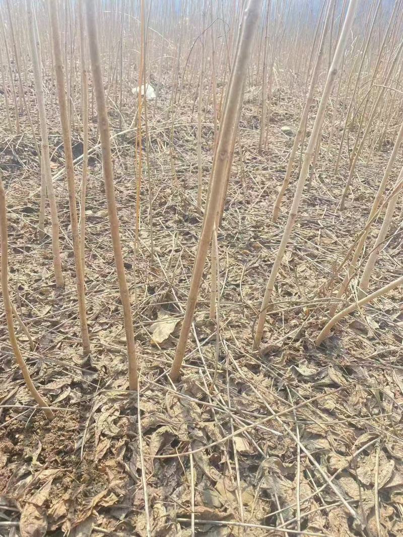 黄波罗（黄柏）树苗产地直发现货质量保证假一赔十