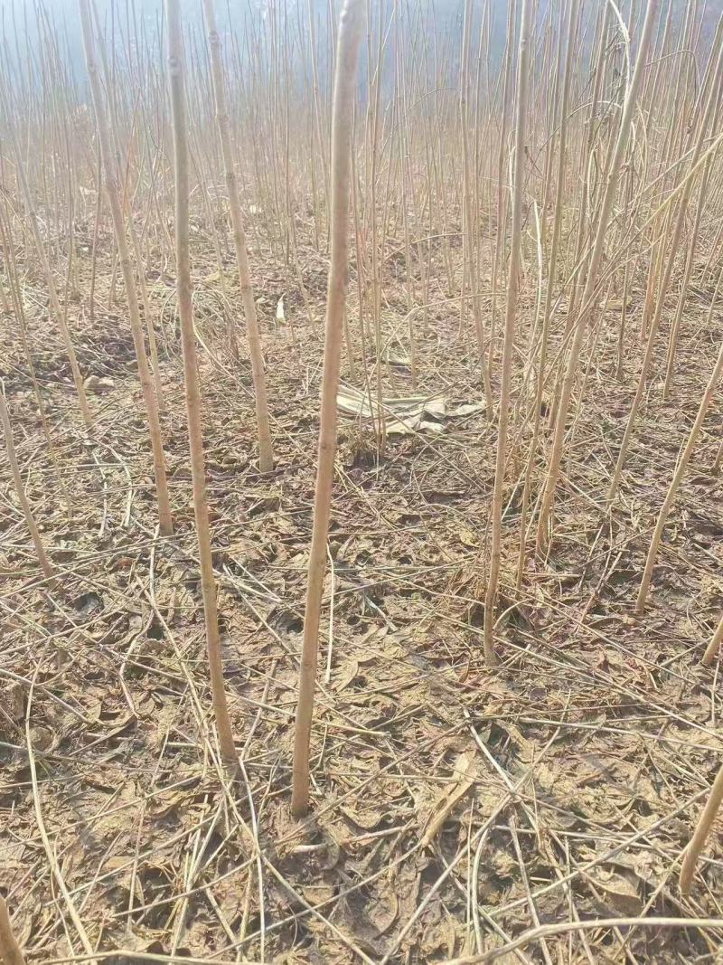 黄波罗（黄柏）树苗产地直发现货质量保证假一赔十