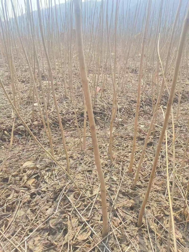 黄波罗（黄柏）树苗产地直发现货质量保证假一赔十