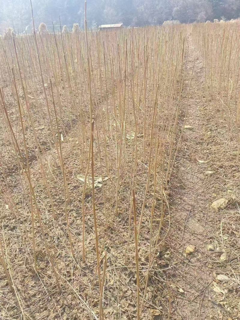 黄波罗（黄柏）树苗产地直发现货质量保证假一赔十