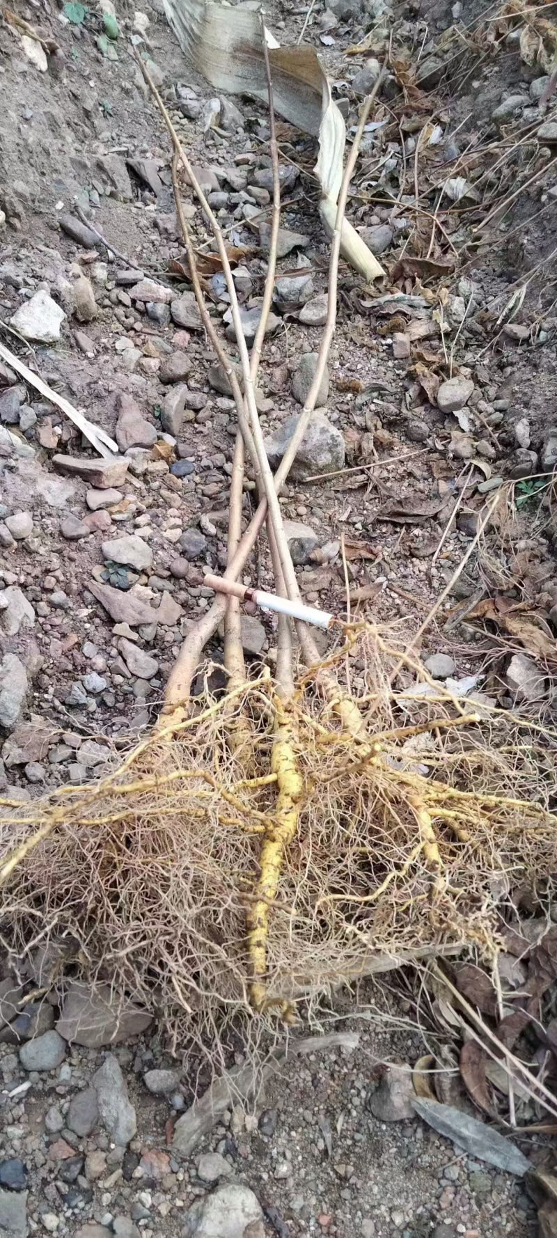 黄波罗（黄柏）树苗产地直发现货质量保证假一赔十