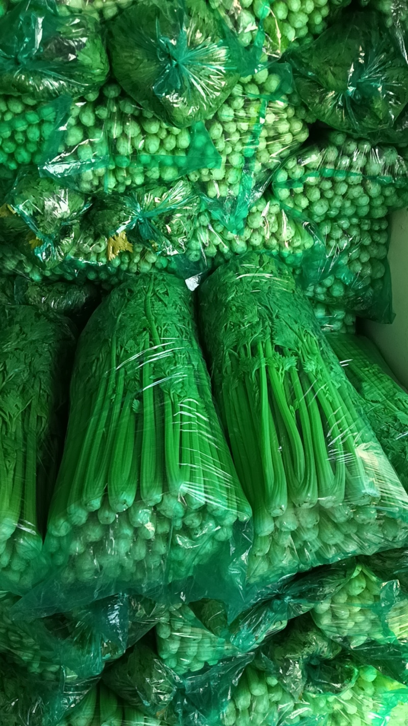 饶阳芹菜大棚西芹中细颗一手货源量大从优诚信经营欢迎