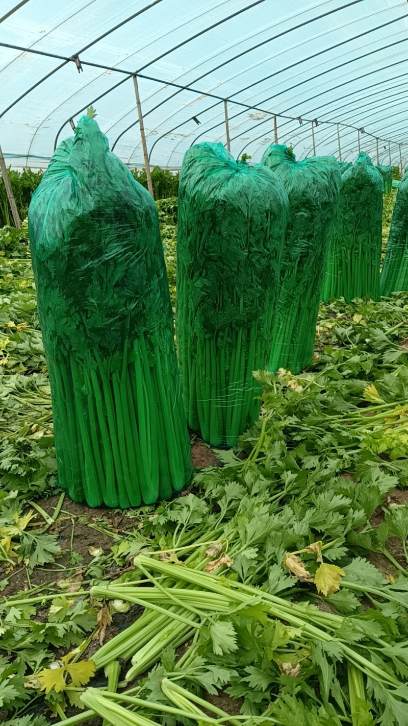 饶阳芹菜大棚西芹中细颗一手货源量大从优诚信经营欢迎