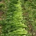 饶阳芹菜大棚西芹中细颗一手货源量大从优诚信经营欢迎