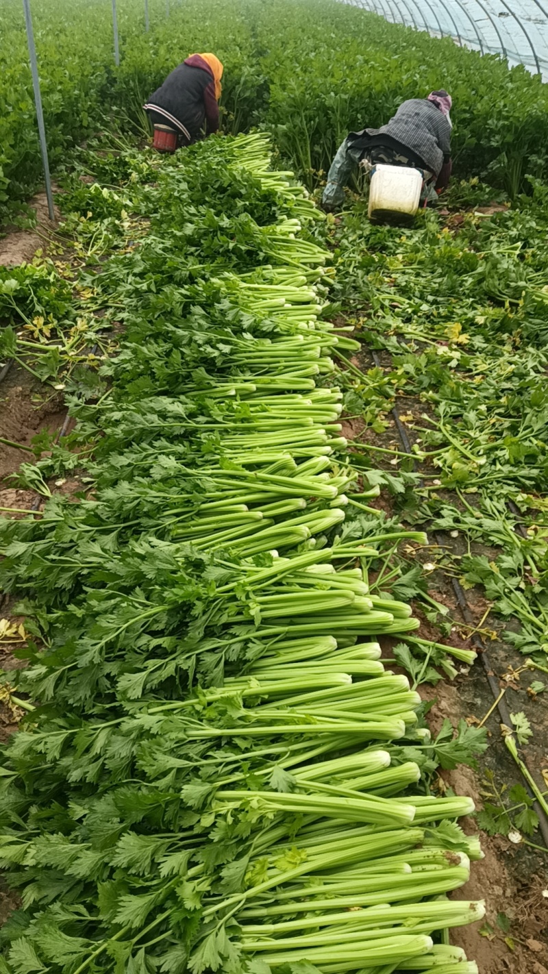 饶阳芹菜大棚西芹中细颗一手货源量大从优诚信经营欢迎