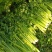 饶阳芹菜大棚西芹中细颗一手货源量大从优诚信经营欢迎
