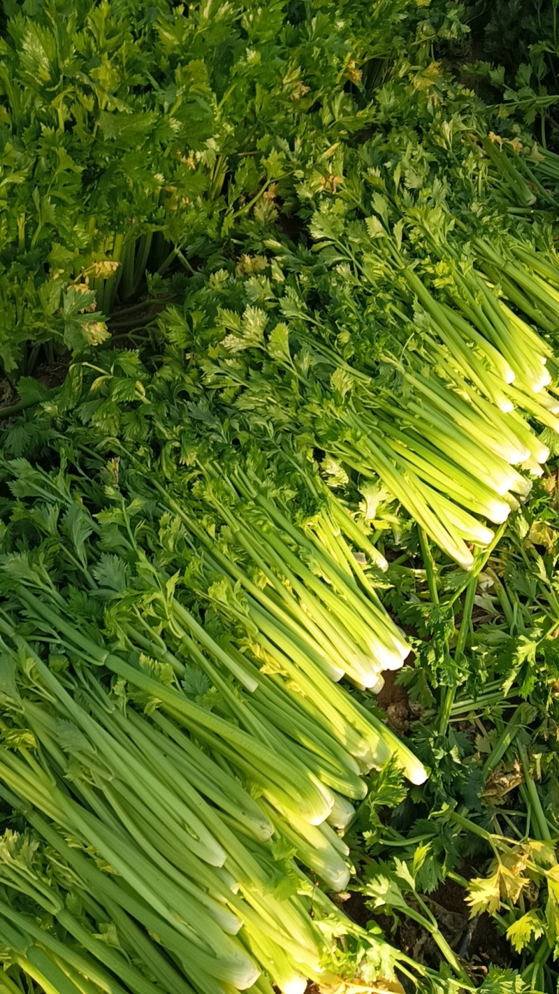 饶阳芹菜大棚西芹中细颗一手货源量大从优诚信经营欢迎