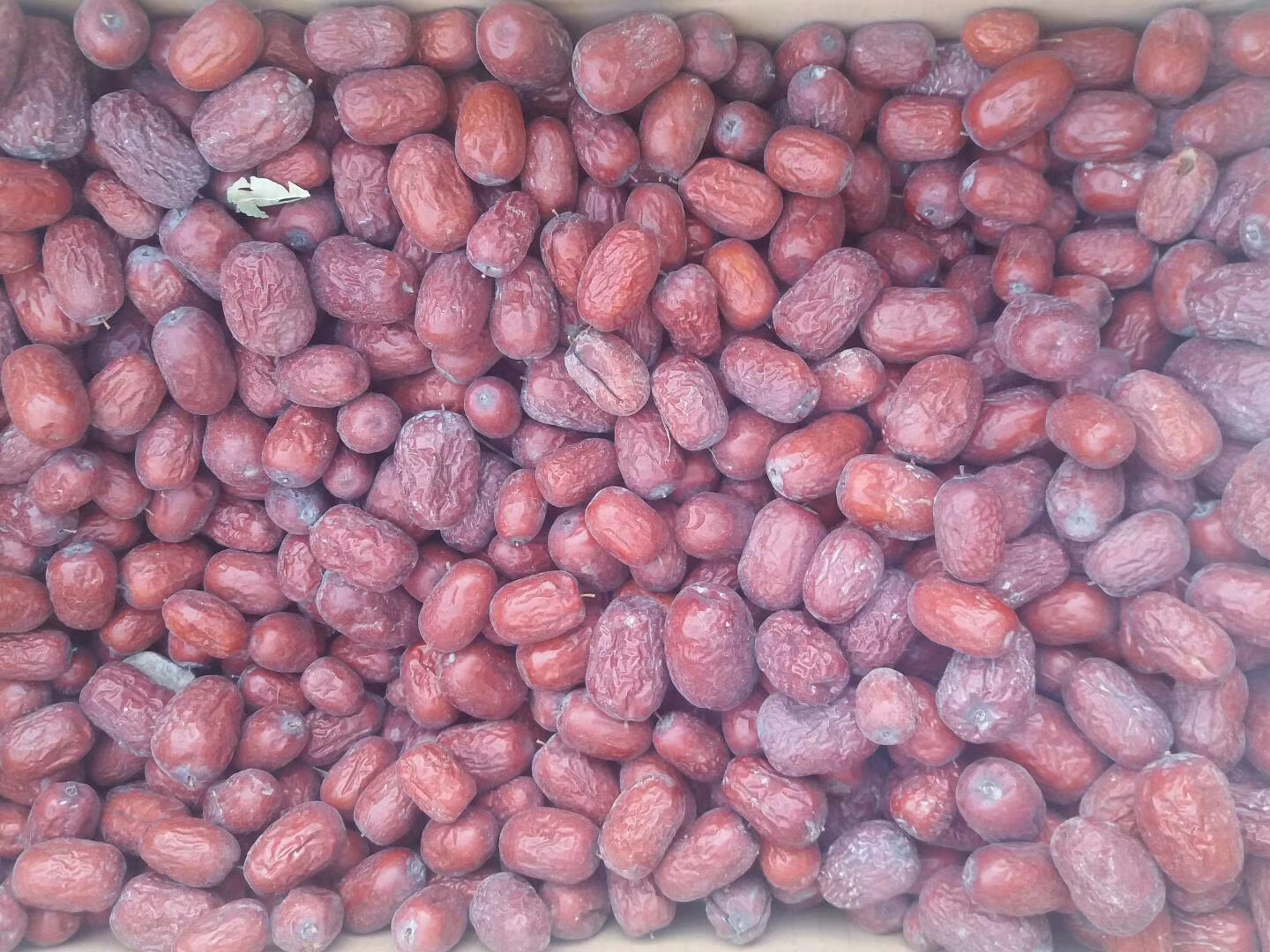 左侧为带霜粉的新鲜青绿蚕豆籽粒(直径1.2–1.5cm,表皮光滑微泛蜡质光泽),右侧为新疆灰枣整果(椭圆形,果皮深褐泛灰白霜,果肉厚实紧致,可见清晰果核轮廓),下方标注尺寸标尺与产地信息标签:'若羌灰枣 GB/T 26150-2010'、'江南春播鲜蚕豆 NY/T 743-2020' 蚕豆红枣组合食材原料对比图