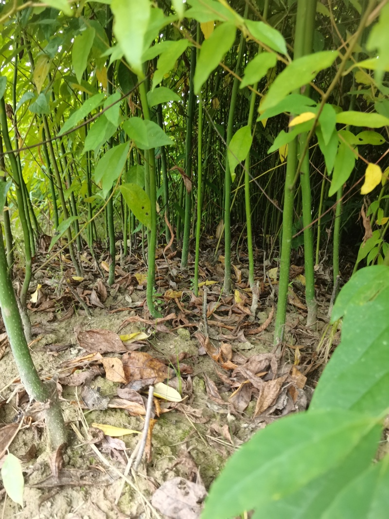 优质山仓子苗