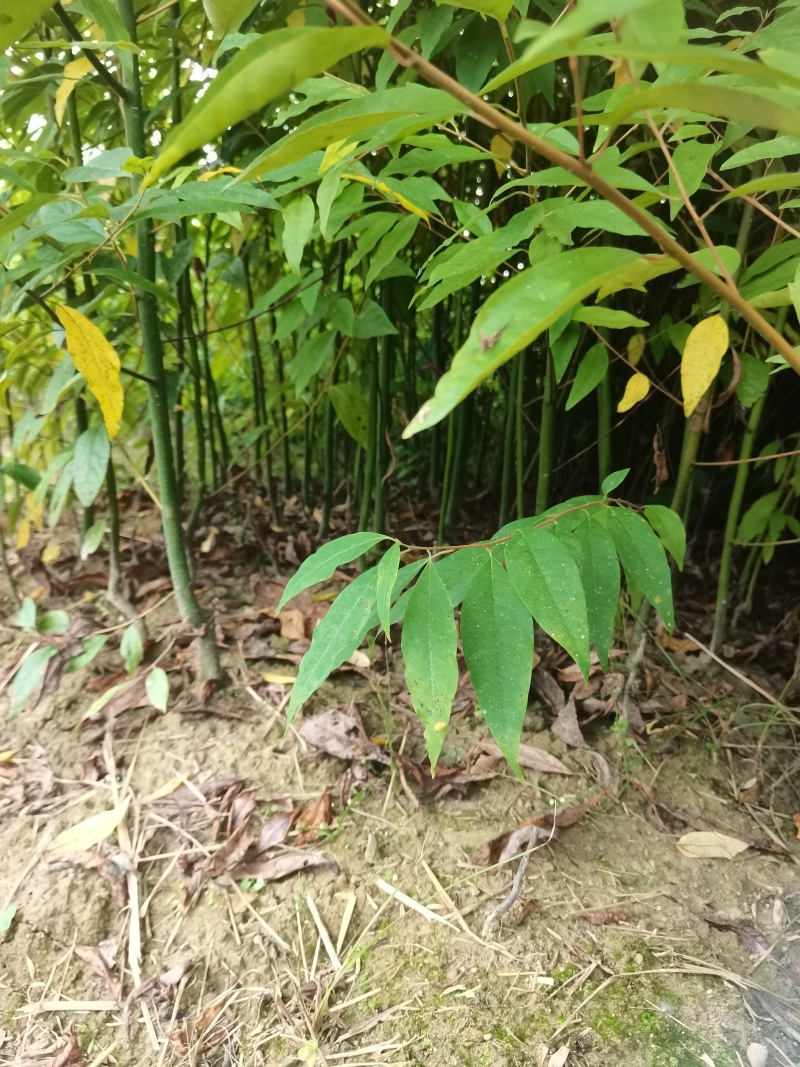 优质山仓子苗