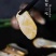 野生松茸