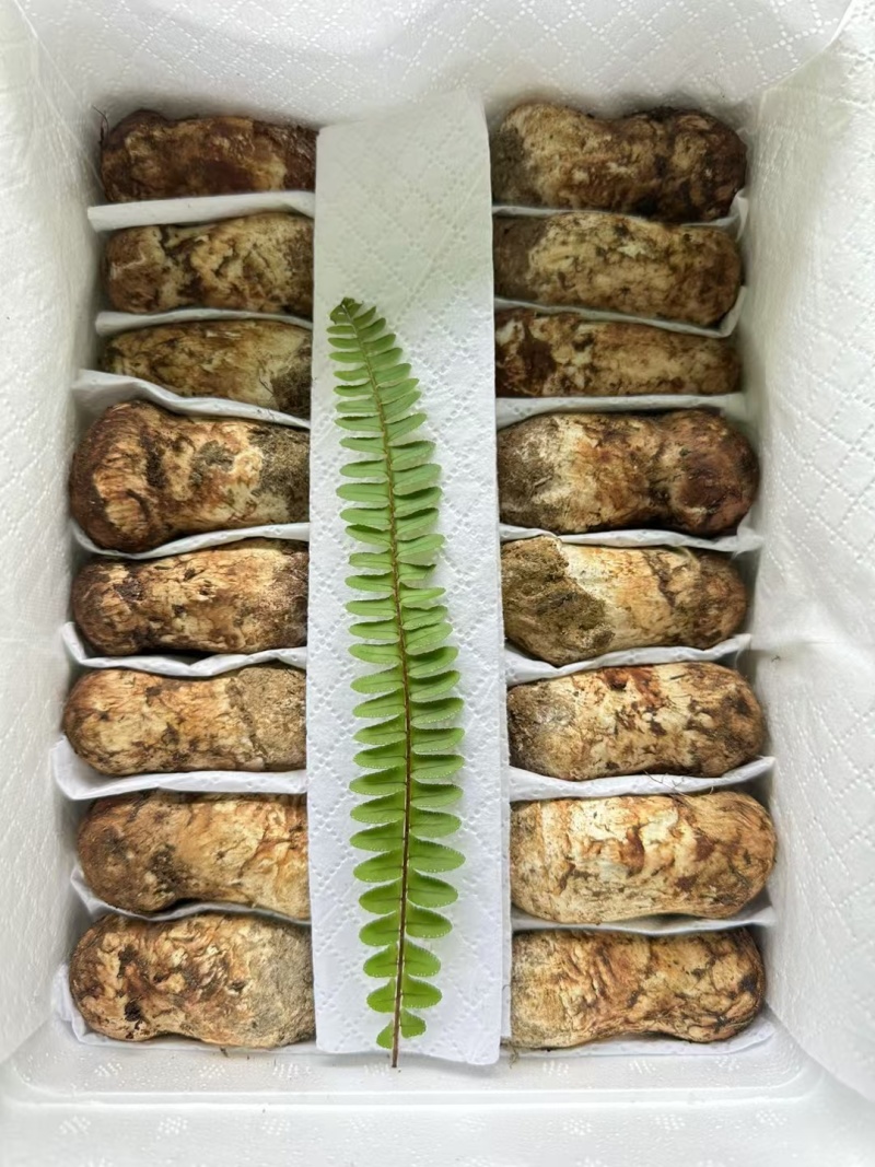 野生松茸