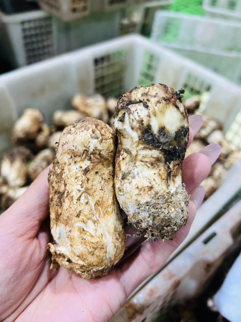 野生松茸