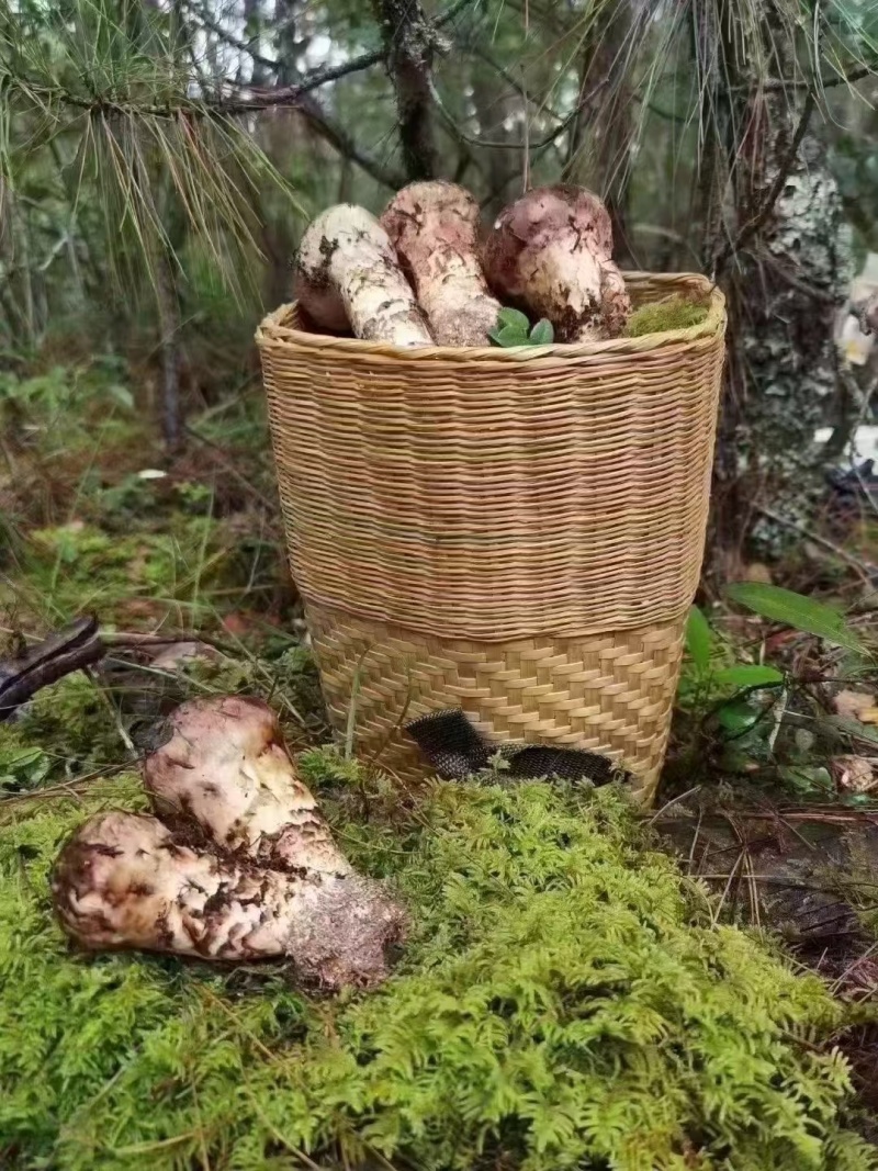 野生松茸