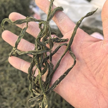 精品架豆王