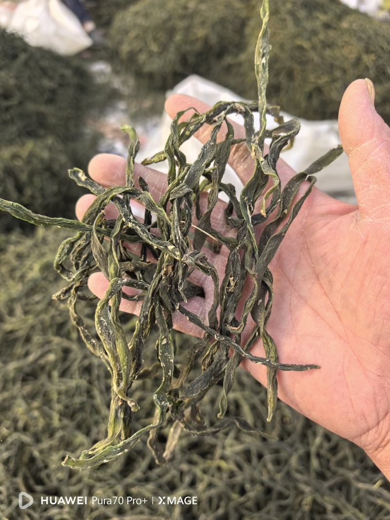 精品架豆王