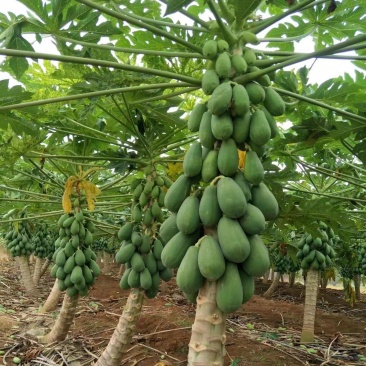 红肉水果木瓜苗当年种植当年结果量大从优欢迎下单选购
