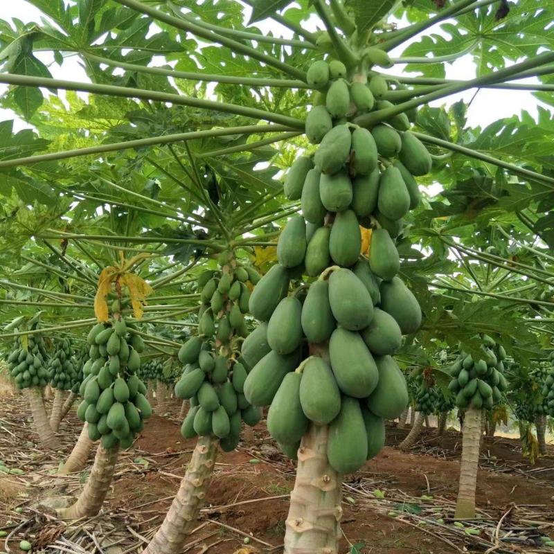 红肉水果木瓜苗当年种植当年结果量大从优欢迎下单选购